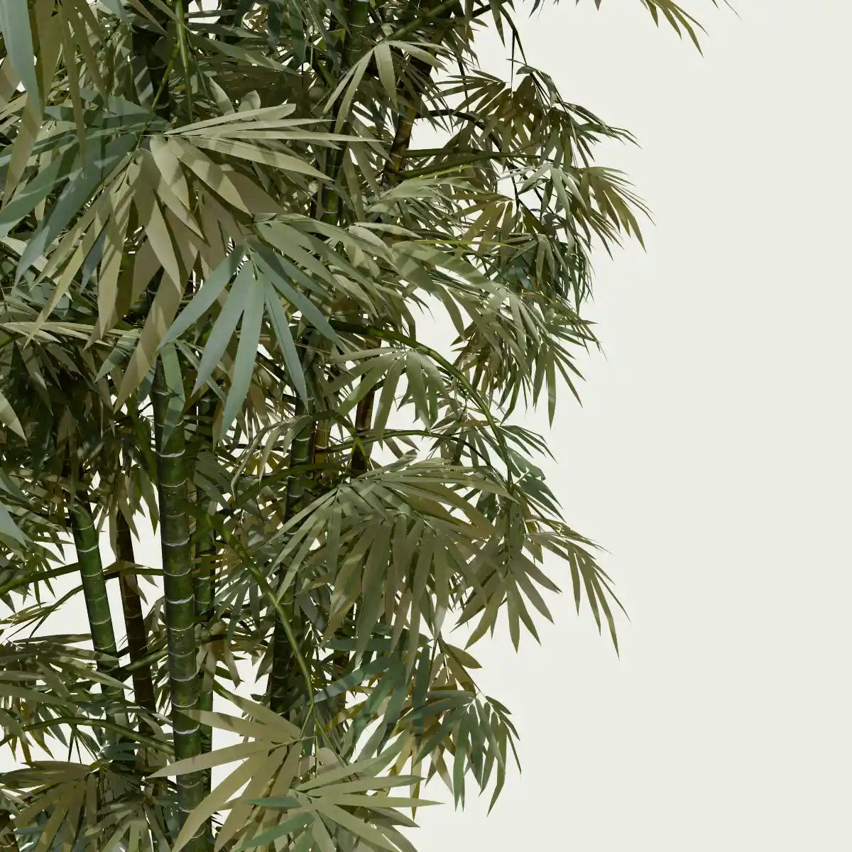 Bambusa-vulgaris-focus-bambou-commun-bambou-ornemental-tiges-epaisses-amenagement-exotique-vegetation-3d-graminee-fbx-lumion-studio-l4m-optimized